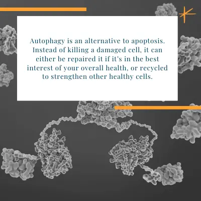 Fasting for Autophagy