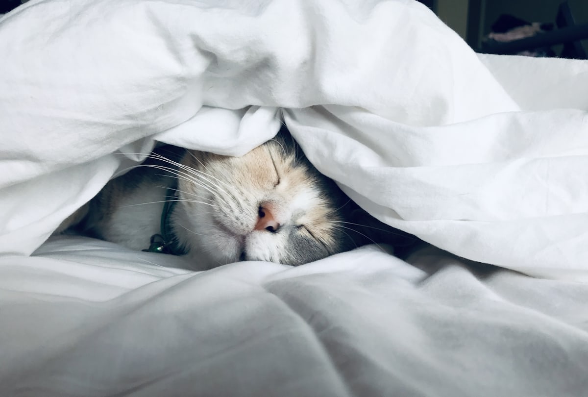 cat sleeping well under blanket cat sleeping under blanket